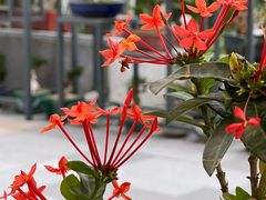 -香蜜公园