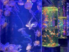 -海合安青岛极地海洋公园
