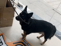 -佳雯宠物医院·皮肤科·内外科(春晓路分院)