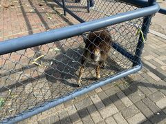 -长白岛森林公园