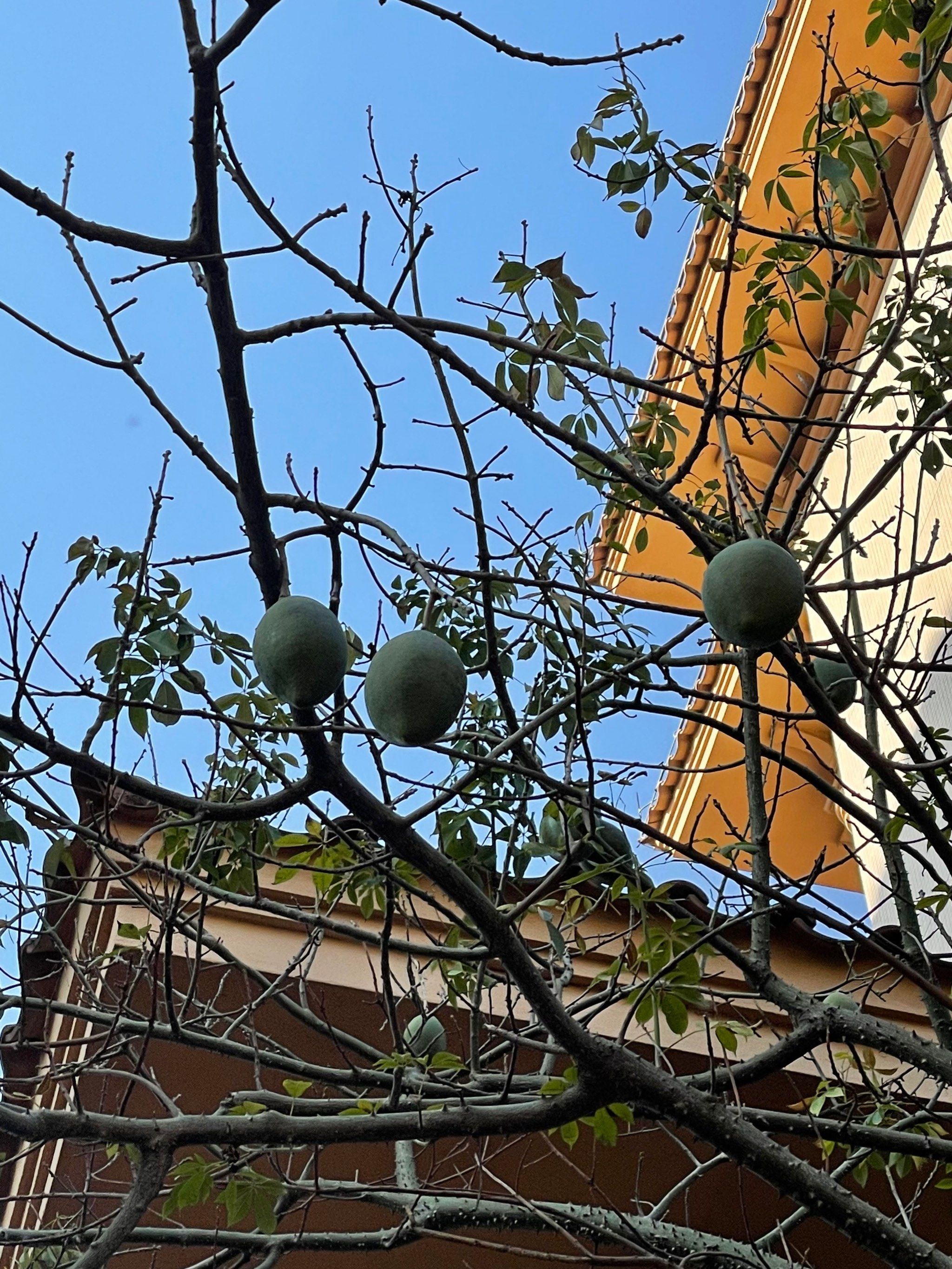 木棉树……结果了?…木棉怎么会结果?