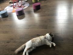 -东方名猫馆·英短金渐层布偶猫舍(环线广场1号楼店)