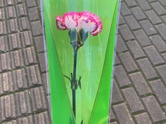 -随柳居·苏式小吃(建新巷店)