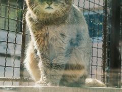-青藏高原野生动物园