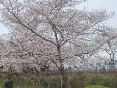 -嘉定紫藤园