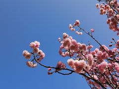 -天适樱花悠乐园