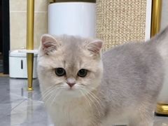 -猫十亿·布偶金渐层·曼基康矮脚猫舍(青年路店)
