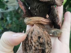 -北镇龙岗子生态园