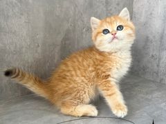 -小猫来了·猫舍(红山六九七九店)