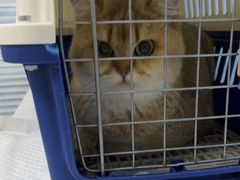 -瑞派福兴宠物医院犬猫全科·骨科·中西医结合(河东店)