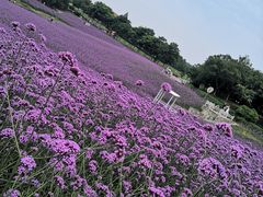 -大塘金香草谷