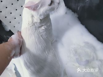 原来入住过饿饿大白猫张北北来洗澡了,之前家长想带北北