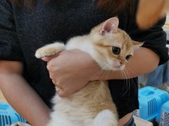 -lincat·猫舍(广州店)