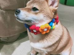 -逗柴咖啡屋·狗咖猫咖宠物桌游