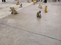 -历山猕猴源景区