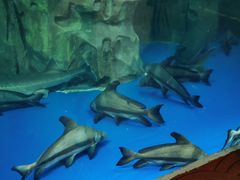 -上海海洋水族馆