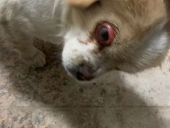 -乖乖乐动物医院(小汤山分院)