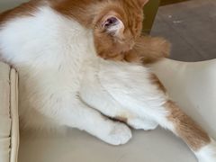 -飞行喵MR PILOT|猫舍·猫咖(静安大融城店)