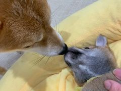 -逗柴咖啡屋·狗咖猫咖宠物桌游