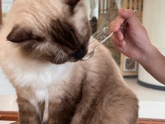-共舞时光猫咖·狗咖(新街口店)