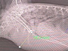 -爱侣宠医·鹦鹉专科·小型哺乳类·异宠专科(灵石路店)