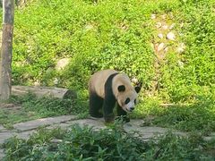 -中国大熊猫保护研究中心雅安碧峰峡基地