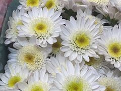-双季花艺园艺市场(浦东店)