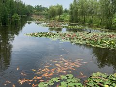 -池杉湖湿地公园
