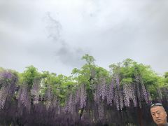 -嘉定紫藤园