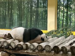 -杭州野生动物世界