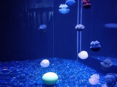 -欢乐海岸海洋奇梦馆