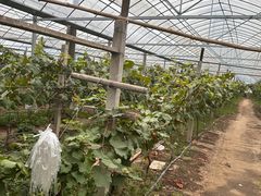 -马陆小张葡萄园农家乐