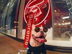 -超宠爱宠物摄影-Super pet