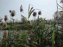 -芒洲湿地公园