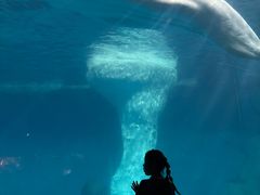 -海合安武汉极地海洋公园