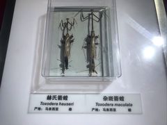 -上海昆虫博物馆