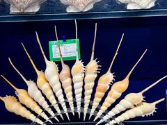 -青岛贝壳博物馆