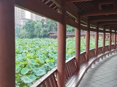-龙头寺公园