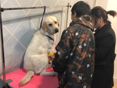 -翊宠yipet猫狗购宠庄园犬舍•猫舍