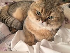 -天宠宠物医院24小时·急重症诊疗中心·全科·腔镜特色(和平分院)