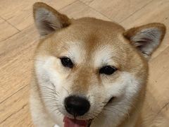 -是阿柴呀！柴犬咖啡·爱喵喵猫咖