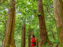 -天目山大树王景区