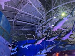 -烟台海昌鲸鲨海洋公园