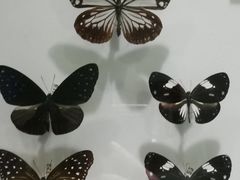 -上海昆虫博物馆