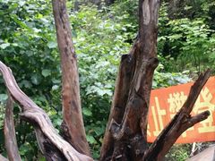 -峡谷浮石林景区