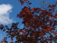 -叠溪松坪沟景区