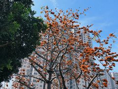 -青澳湾北回归线广场