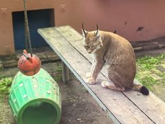 -青藏高原野生动物园