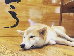 -柴务处·柴犬主题狗咖