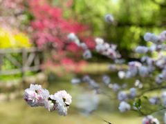 -南汇桃花村